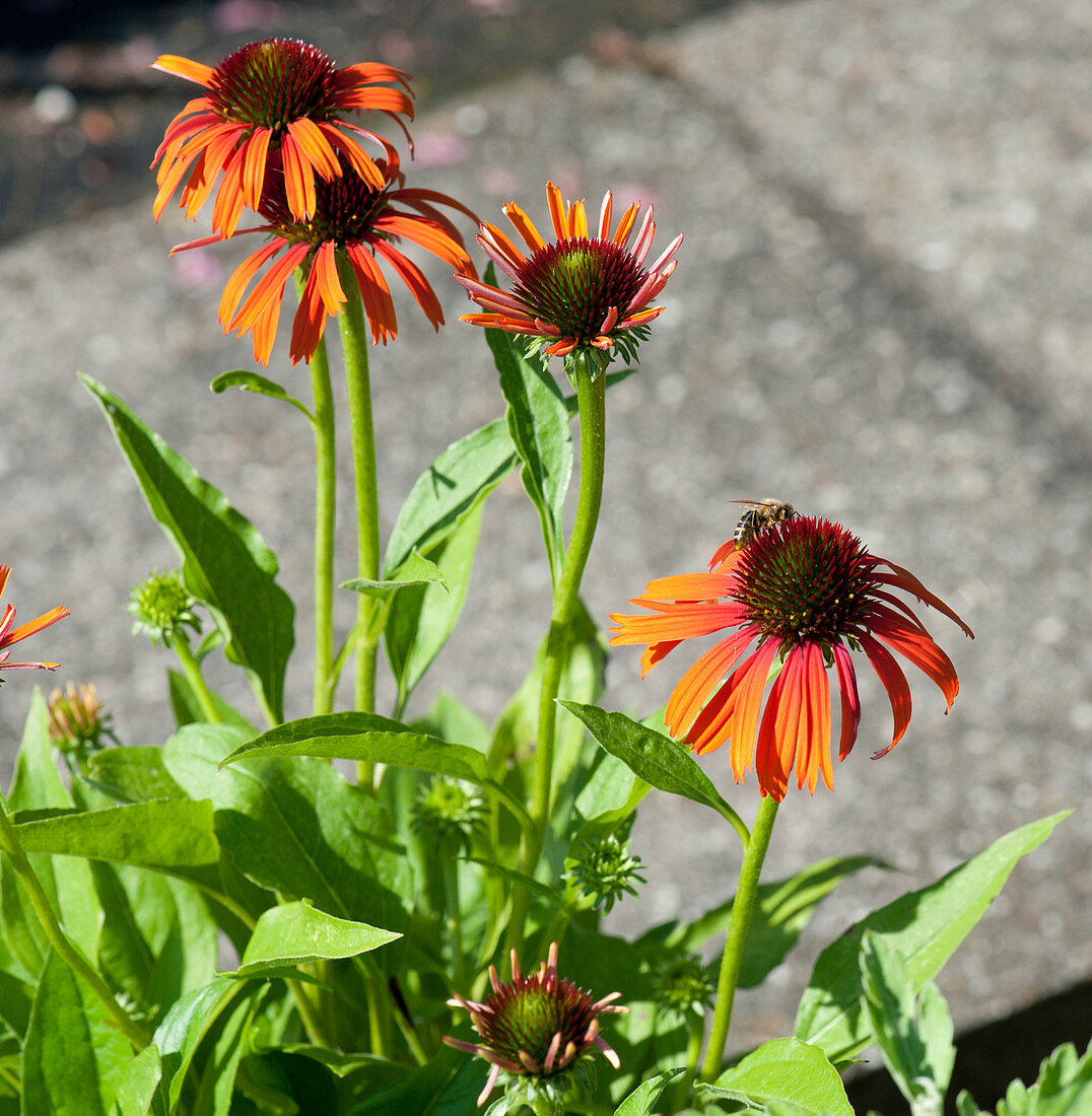 Honigbiene auf Blüte vom Scheinsonnenhut Conetto 'Orange'