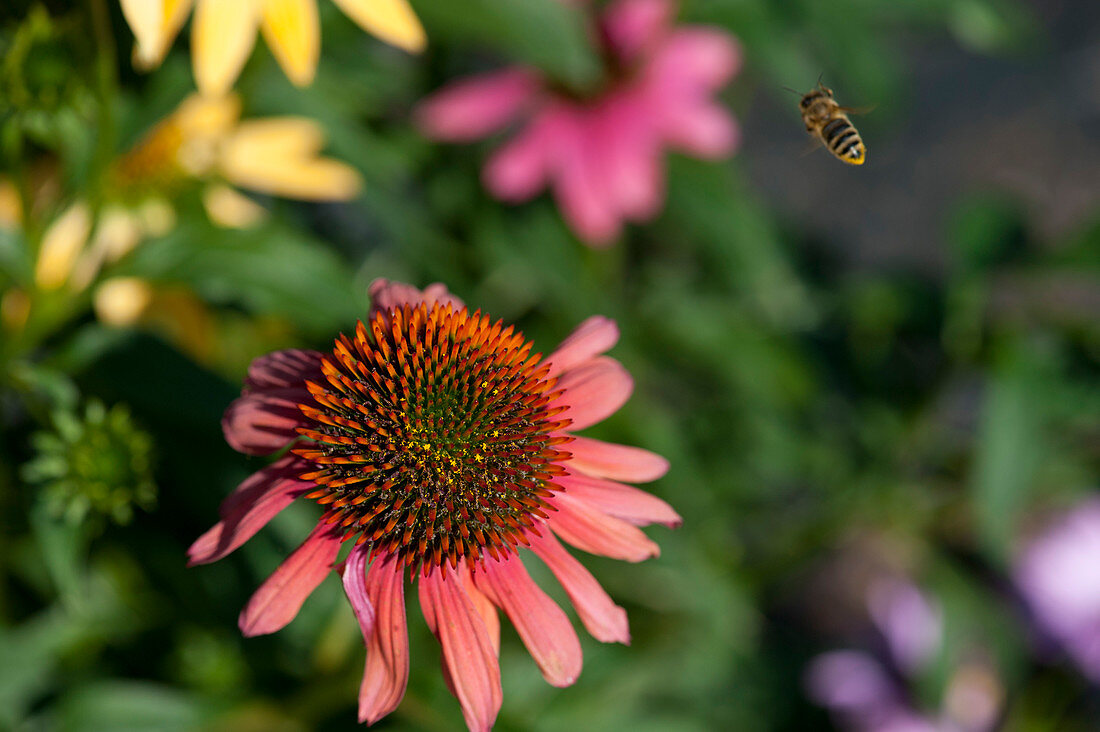 Blossom from the Echinacea and bee in flight