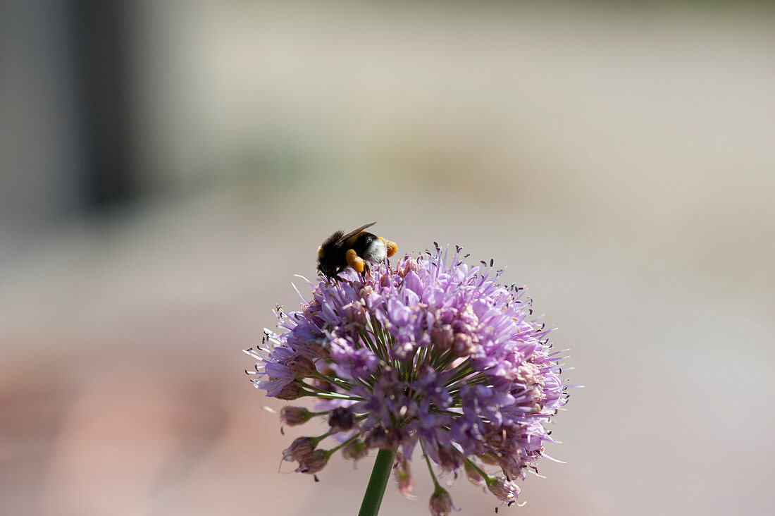 Bumblebee on blossom of mountain garlic