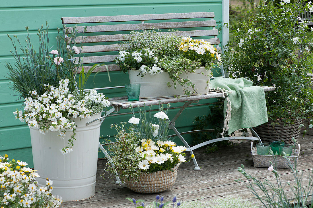 White arrangement with Cape daisy Summersmile 'Cream', snowflake flower 'Big White', verbena Vepita UP 'White', magic snow 'Diamond Ice', carnations 'Blush' 'Devon Dove', Gundermann 'Variegata' and jasmine nightshade