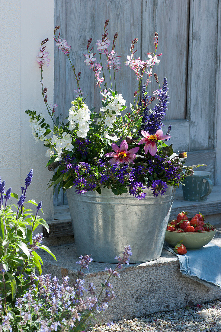 Fan flower 'Violet Blue', dahlia 'Happy Single Wink', angel face 'Carrara', Lindheimer's beeblossom 'Freefolk Rosy' and white sage in zinc tubs