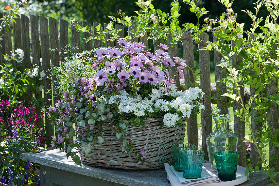 Basket with Cape daisy Summersmile 'Light Pink', verbena vepita 'Polar', dead nettle 'Pink Chablis' and magic snow 'Diamond Ice' in basket on bench by the fence