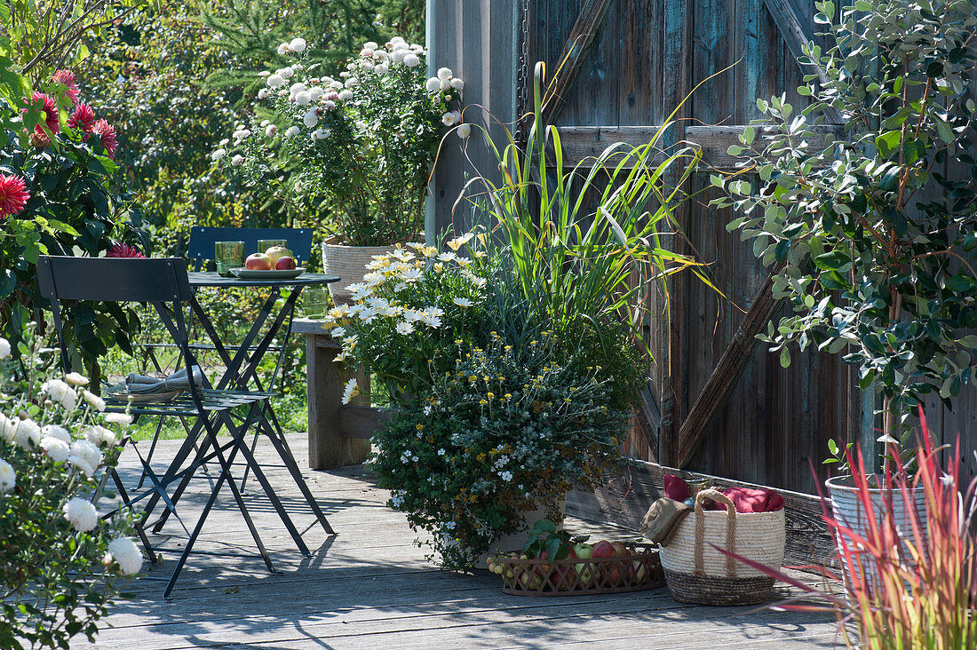 Herbstliche Terrasse mit Kapkörbchen Summersmile  'Cream', Zitronengras, Goldköpfchen 'Desert Gold', Schneeflockenblume und Herbstchrysantheme