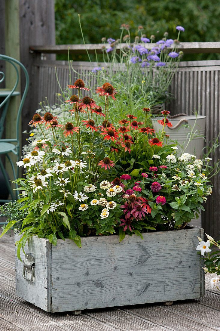 Holzkasten mit Scheinsonnenhut Conetto 'Coco' 'Orange', Kismet 'Intense Orange' 'Raspberry' und Zinnien