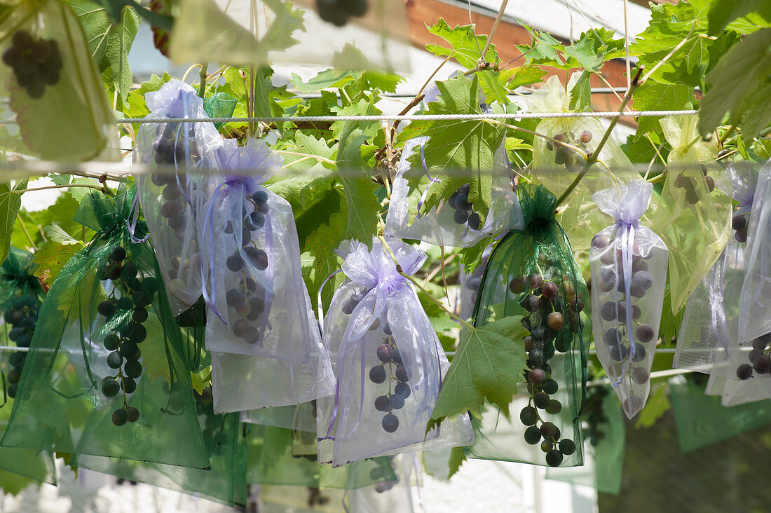 Transparent gauze bags protect grapes from wasps and birds