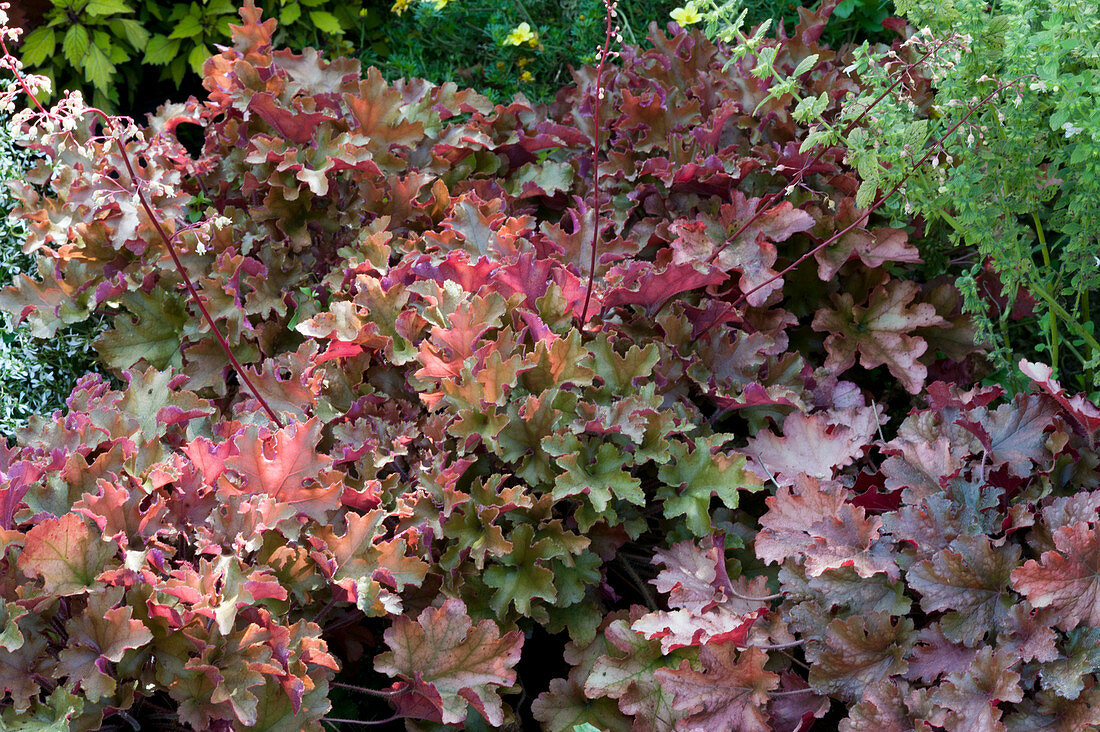 Purple bells 'Marmalade' 'Fire Chief' 'Amber Waves' in the bed