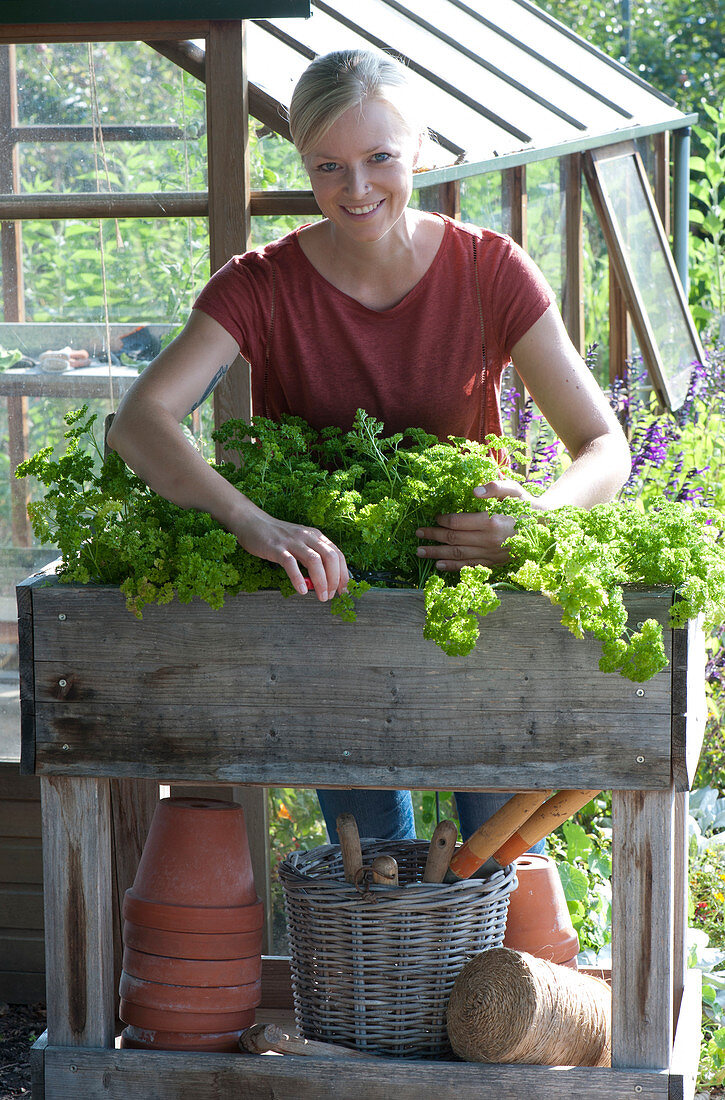 Woman harvests parsley 'Mooskrause'