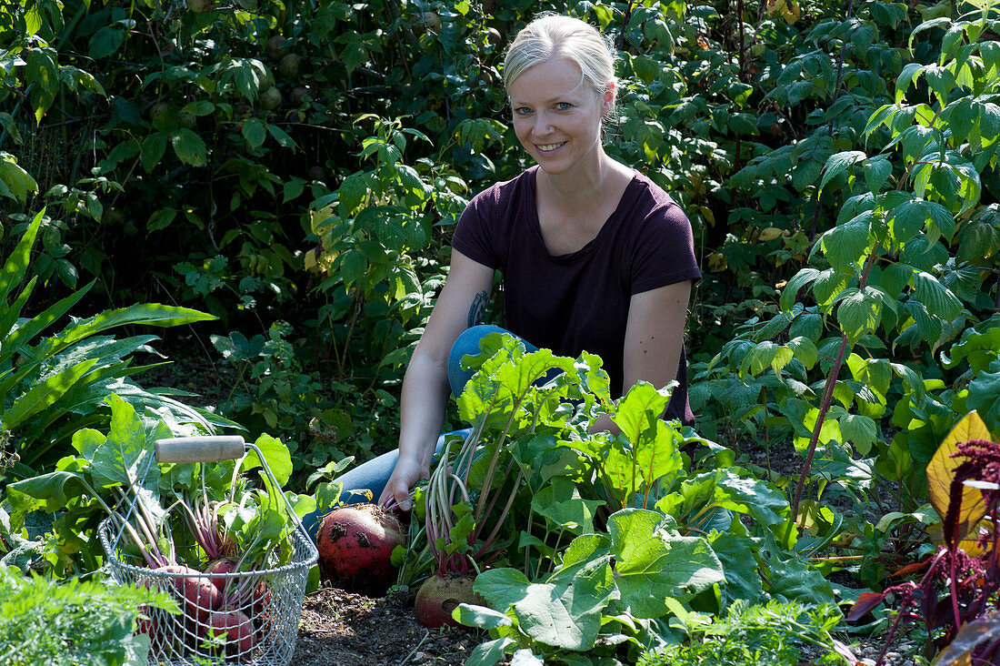 Woman harvests yellow beets 'Burpees Golden' in the vegetable garden