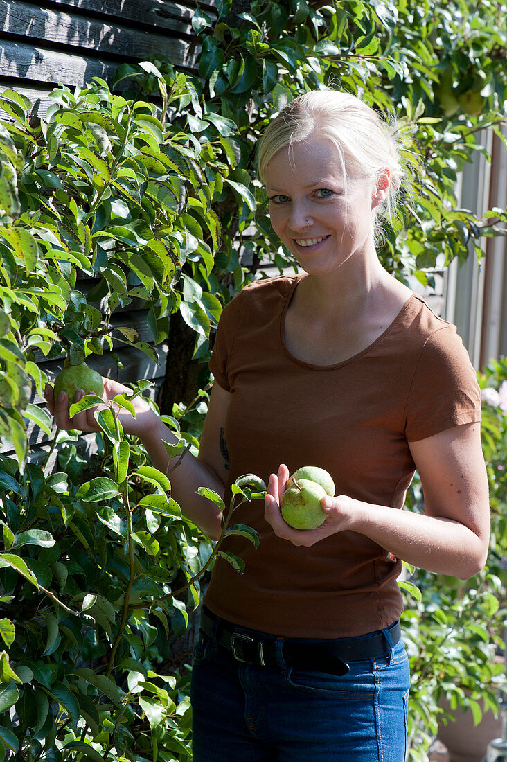 Woman picks pears from the trellis on the house wall