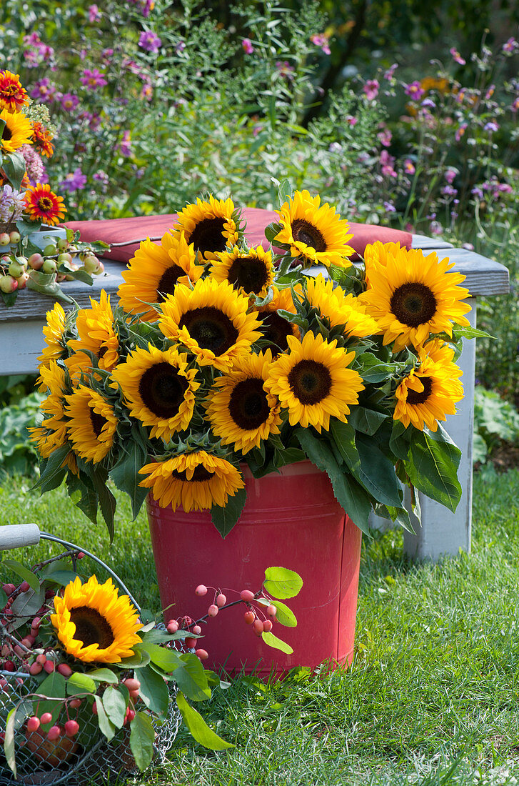 Üppiger Strauß aus Sonnenblumen im roten Blechkübel