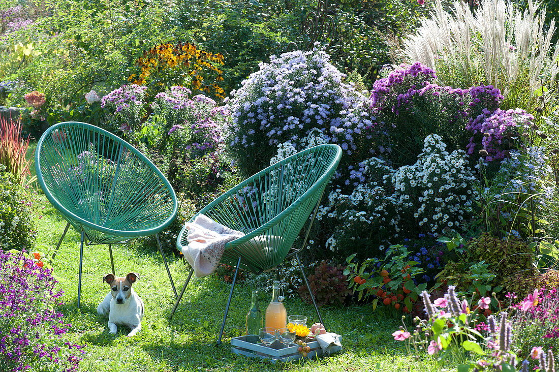 Acapulco chair at the aster bed, dog Zula