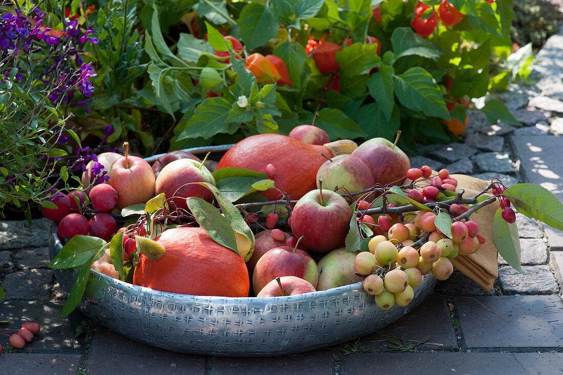 Silver bowl with apples, malus prunifolia and Hokkaido pumpkin