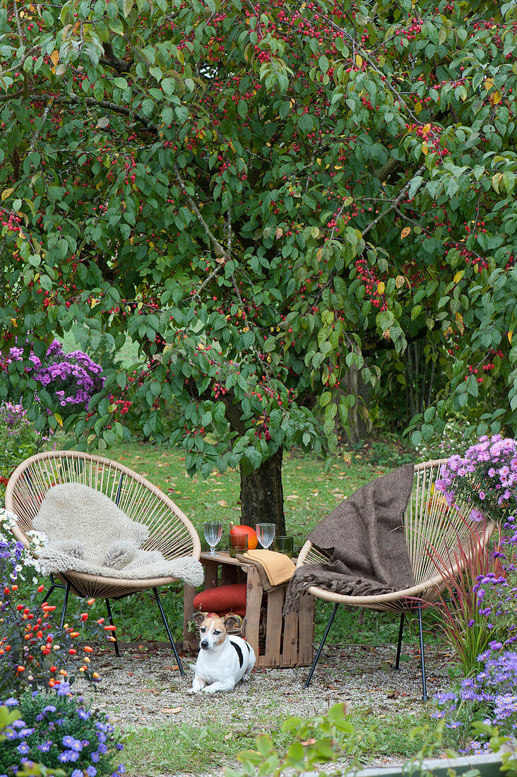Small seating group with dog Zula in front of a crabapple tree