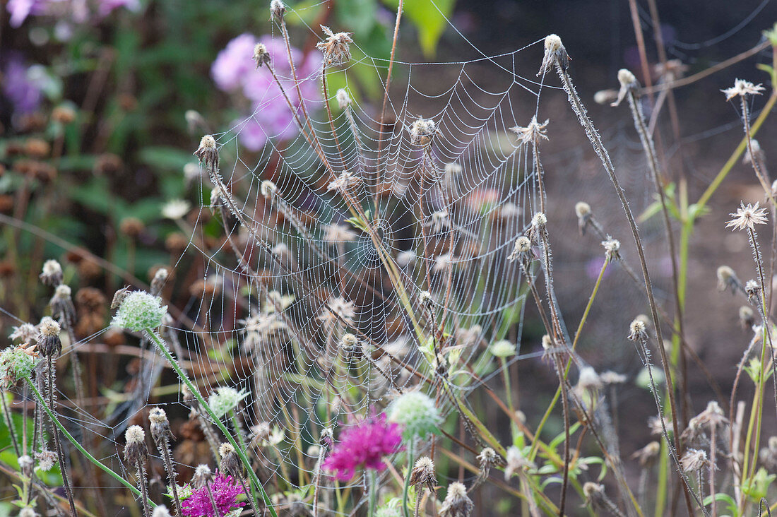 Spinnennetz im Morgentau an verblühten Stielen von Skabiose