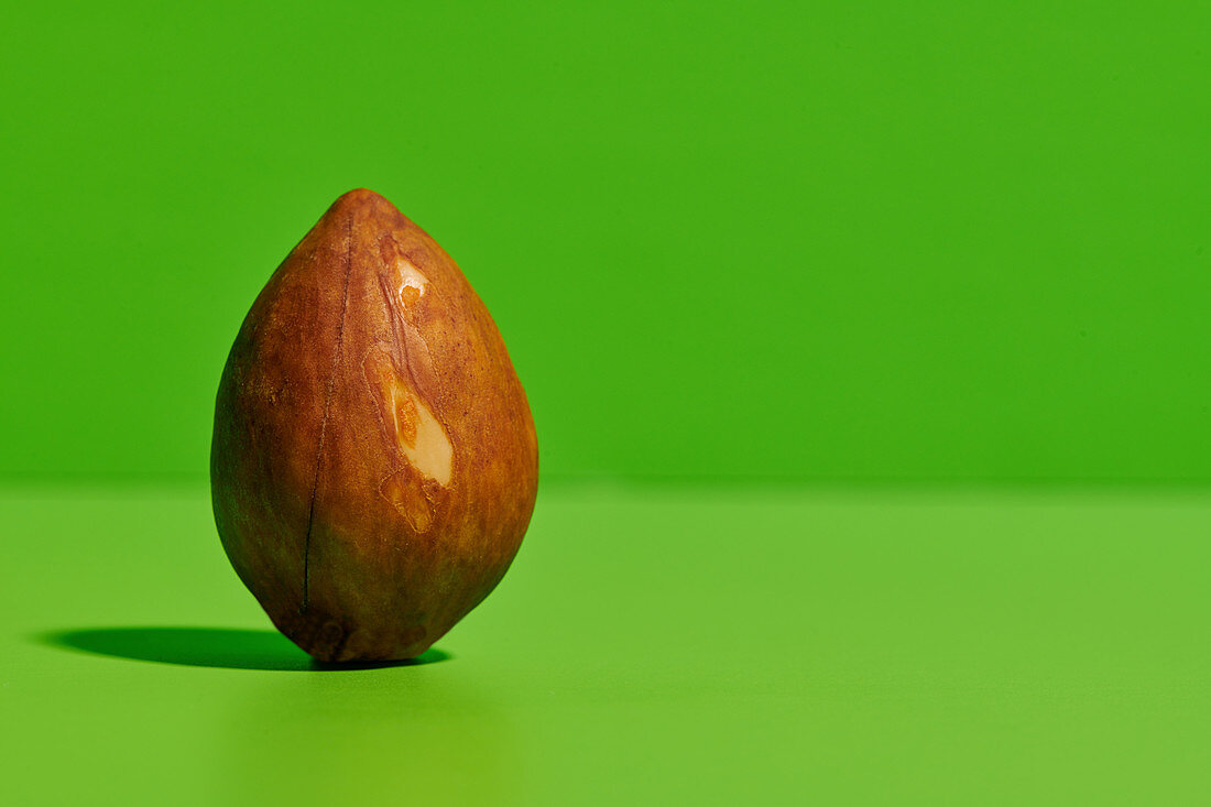 Whole brown seed of ripe avocado fruit placed on bright green background