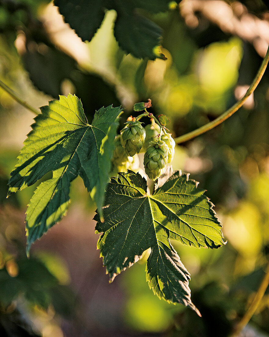 Hops – basic ingredient for making beer