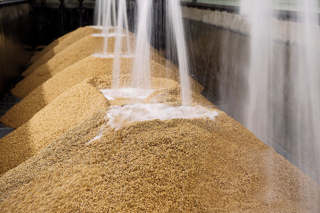 Grain germination chamber – water and grain mixture being softened for 28 hours