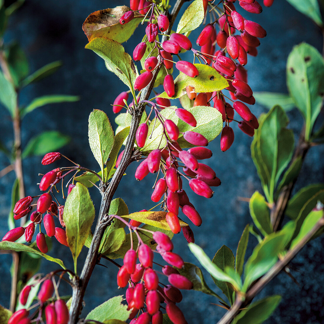 Berberis