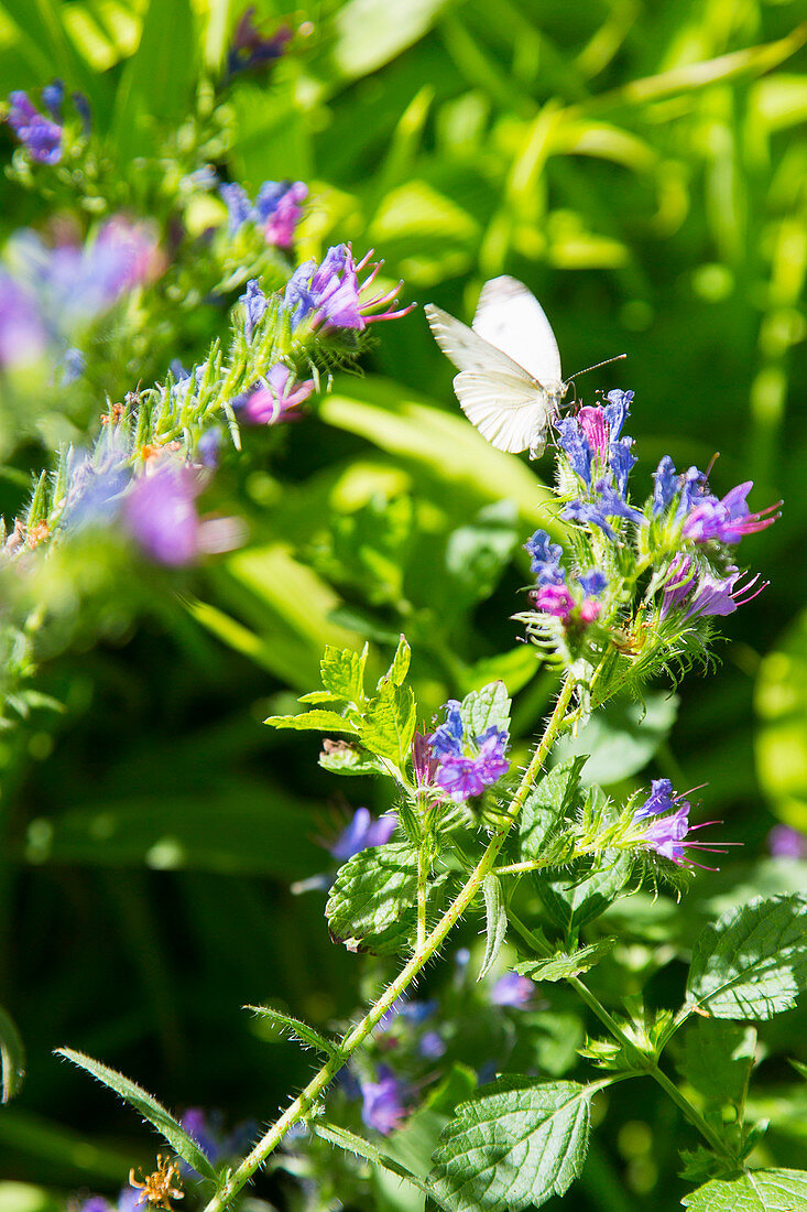 Cabbage white butterfly on blue flowers of viper's bugloss