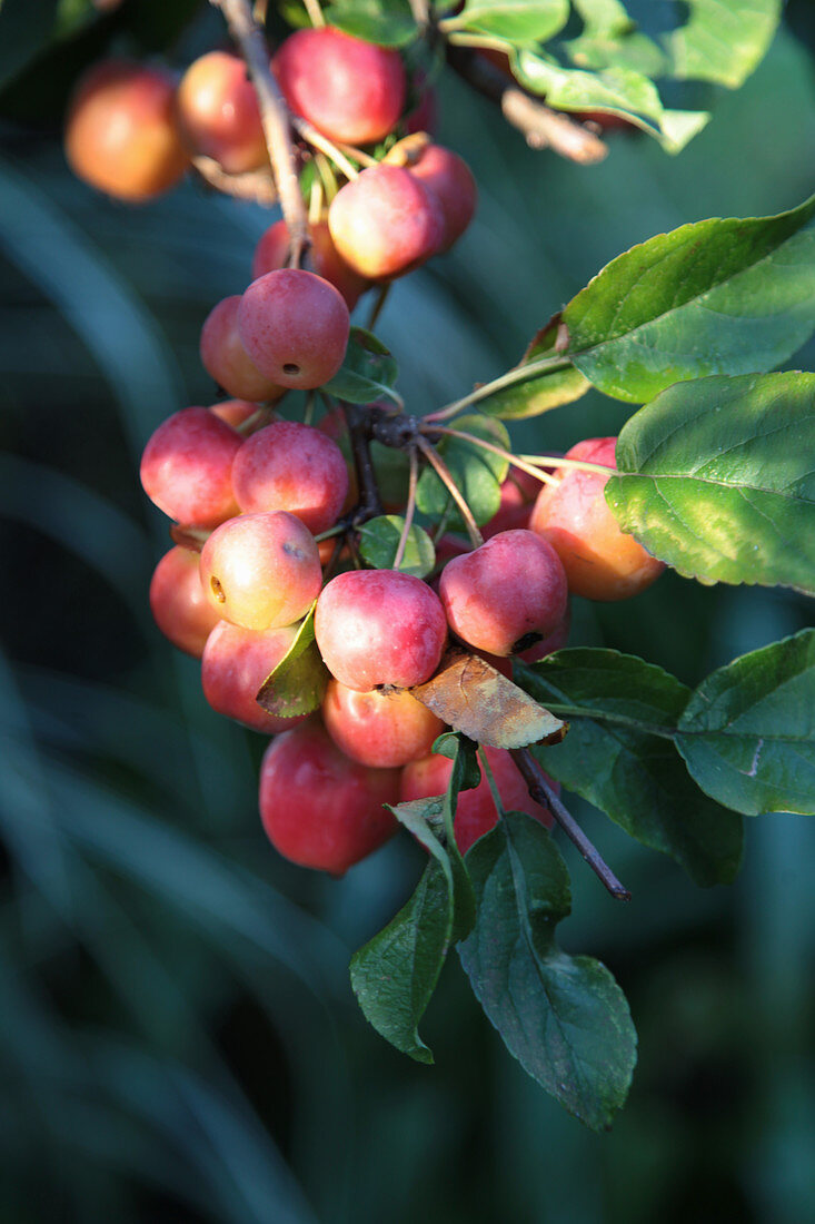 Zierapfelbaum 'Evereste'