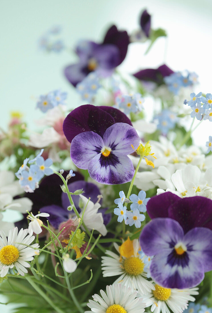 Spring flowers: violas, daisies, forget-me-nots and lady's smock