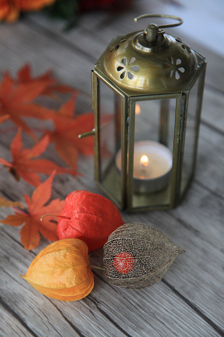 Lanterns, physalis pods and maple leaves