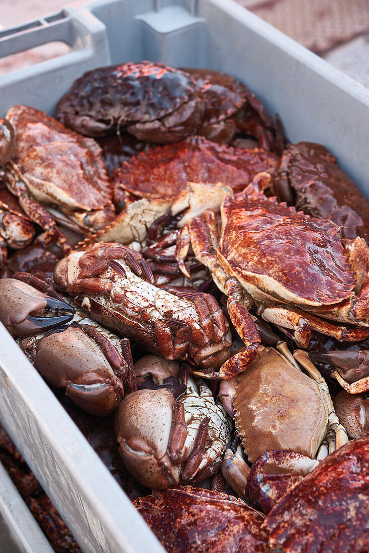 Crabs at a market (Santa Barbara, California)