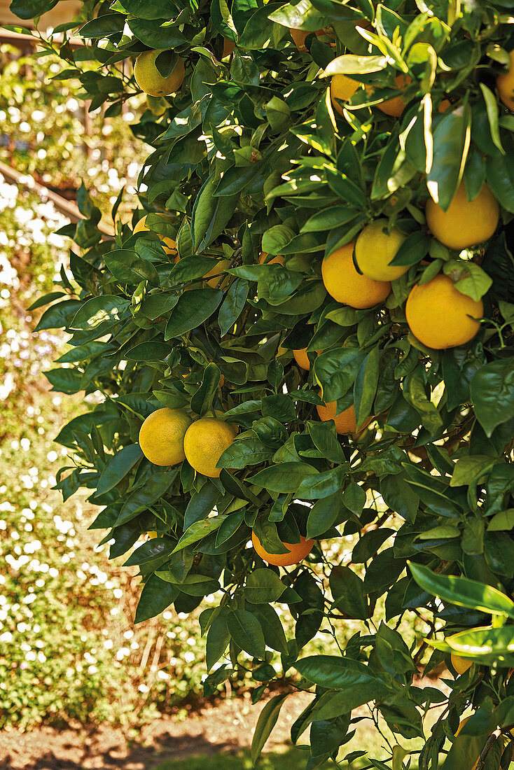Orangenbäume in Santa Barbara