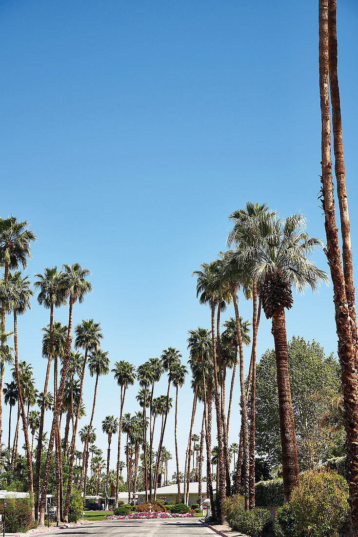 Palmengesäumte Straße, Palm Springs, Kalifornien, USA