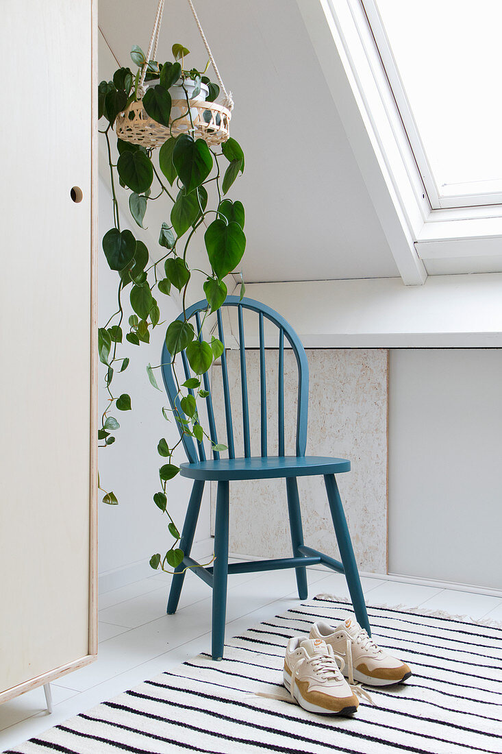 Devil's ivy in hanging basket above blue spoke-back chair