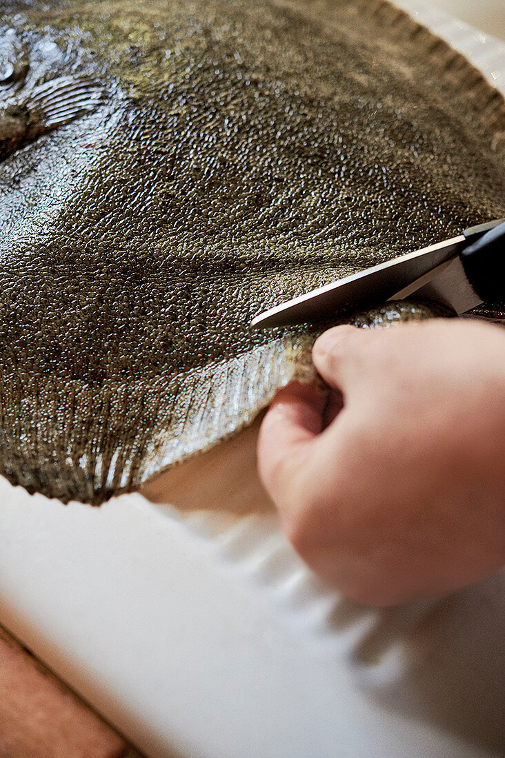 Turbot fins being cut off