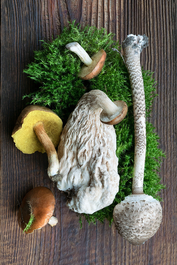 Werid mushrooms