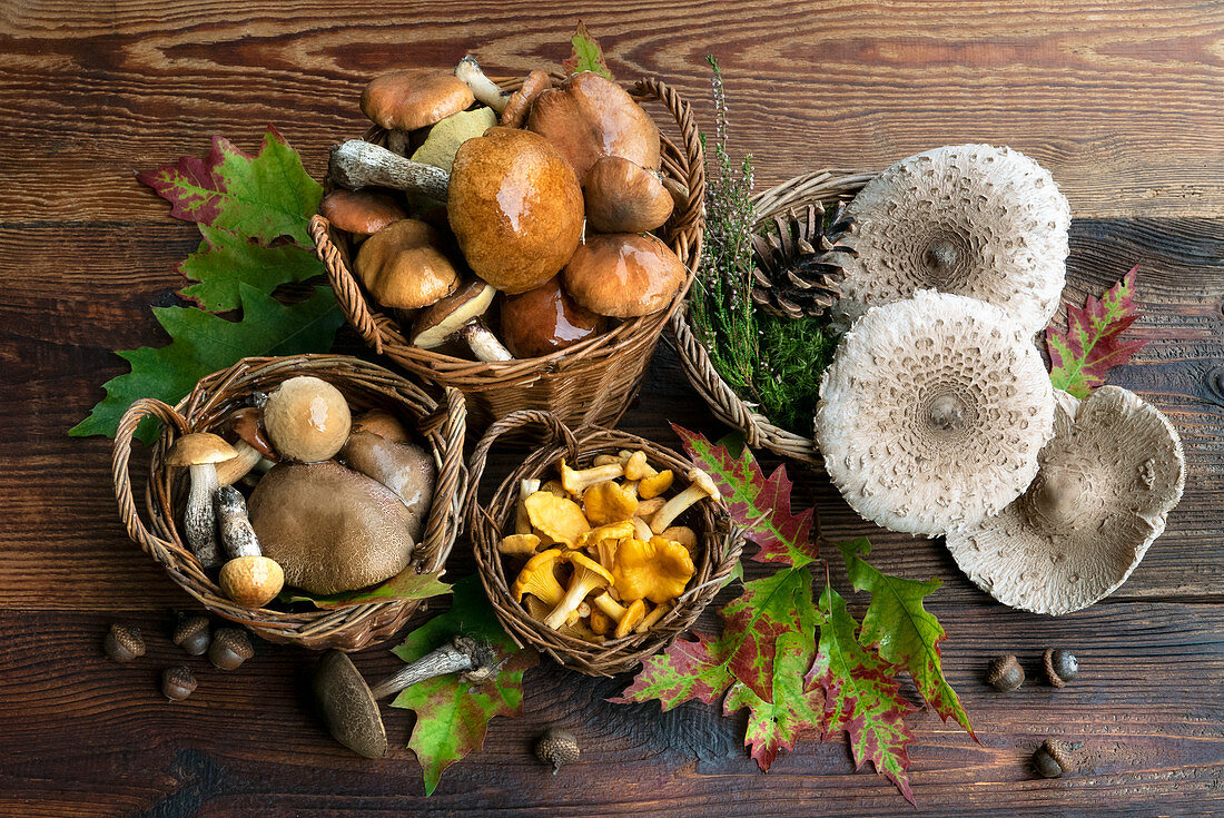 Forest mushrooms