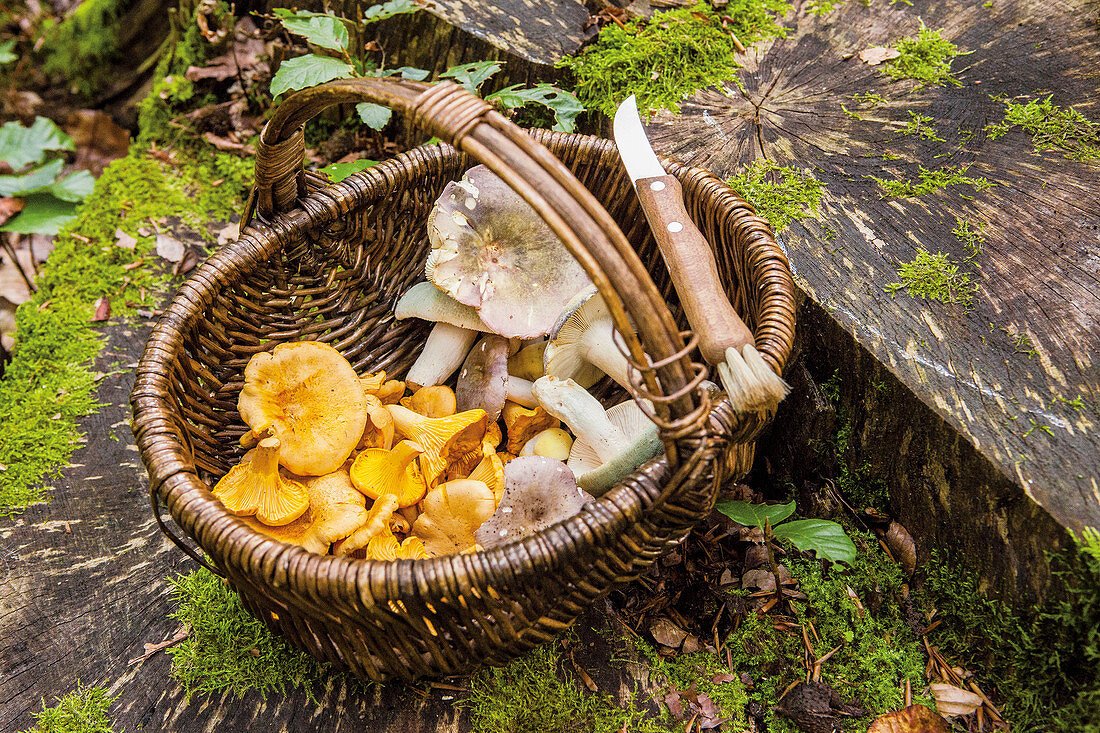 A basket of freshly picked mushrooms