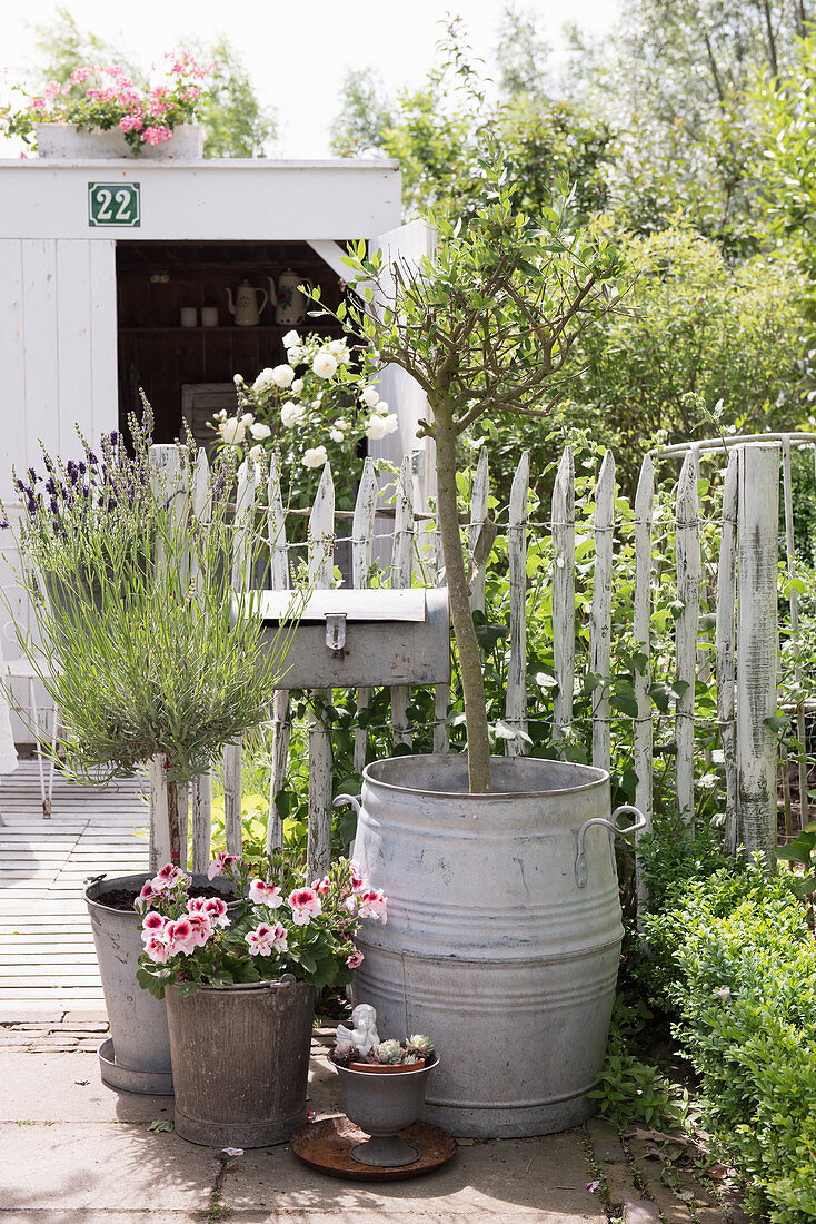 Flowers, herbs and saplings in planters in a garden