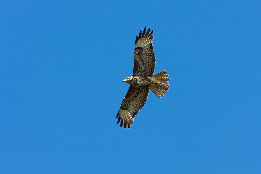 Common Buzzard, Buteo buteo, Germany, Europe