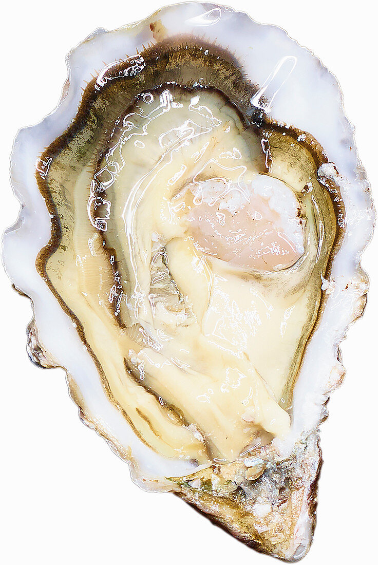 Oyster