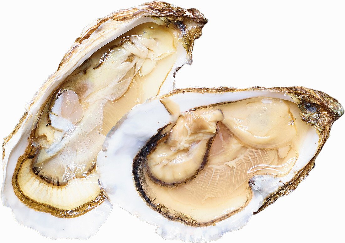 Two raw oysters