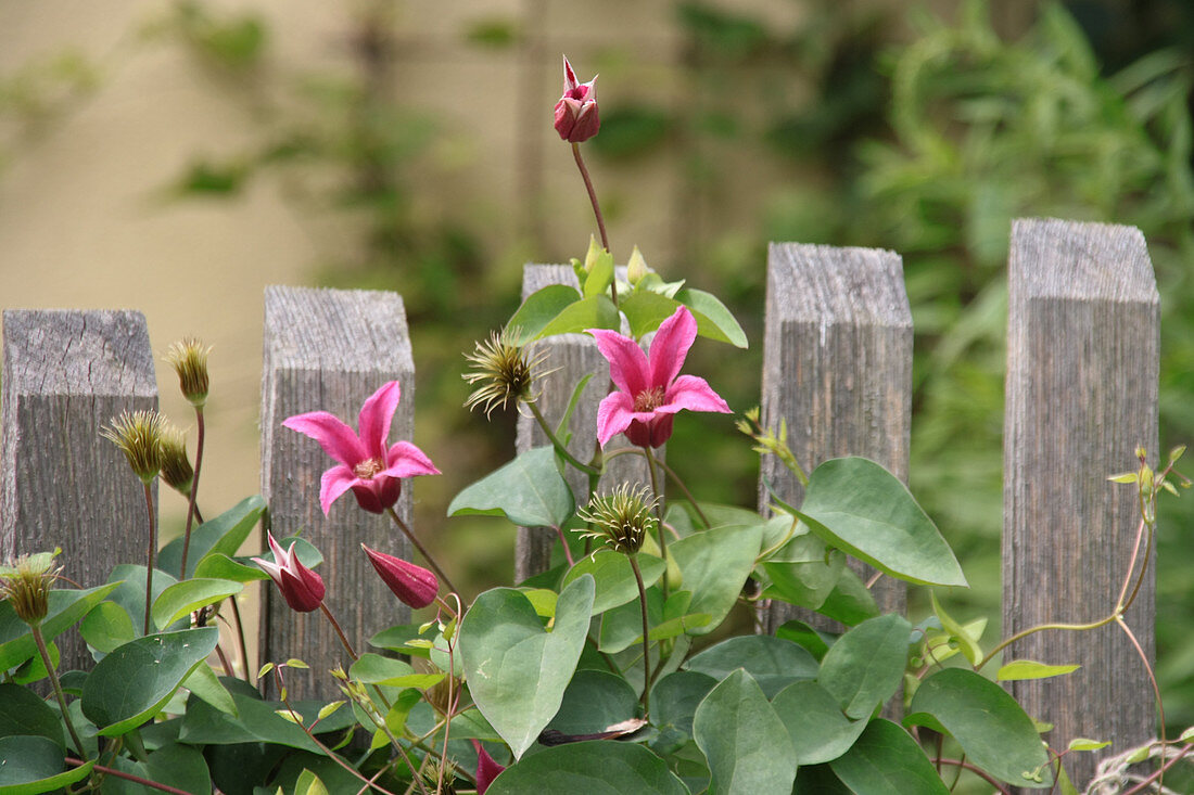 Clematis 'Princess Diana' on the fence