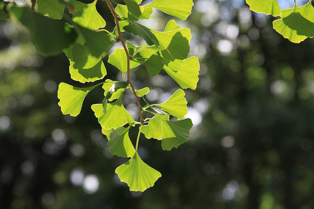 Branch from the Ginkgo biloba tree