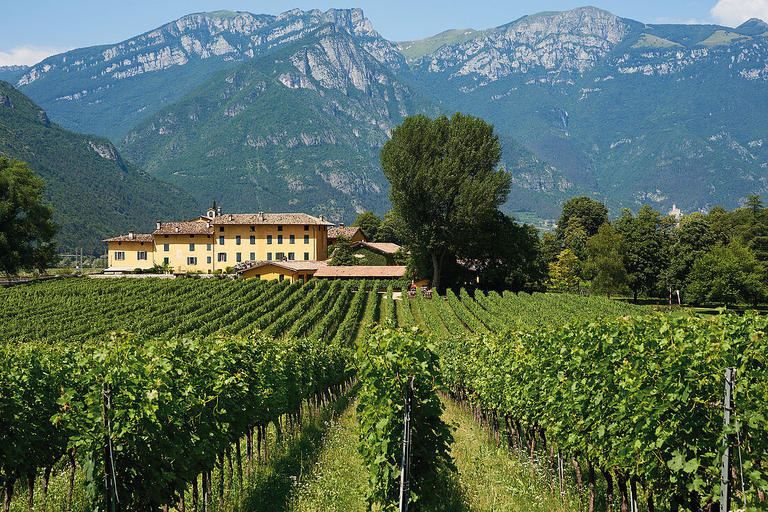 Weingut 'Tenuta San Leonardo, Lagarina-Tal, Trentino, Italien
