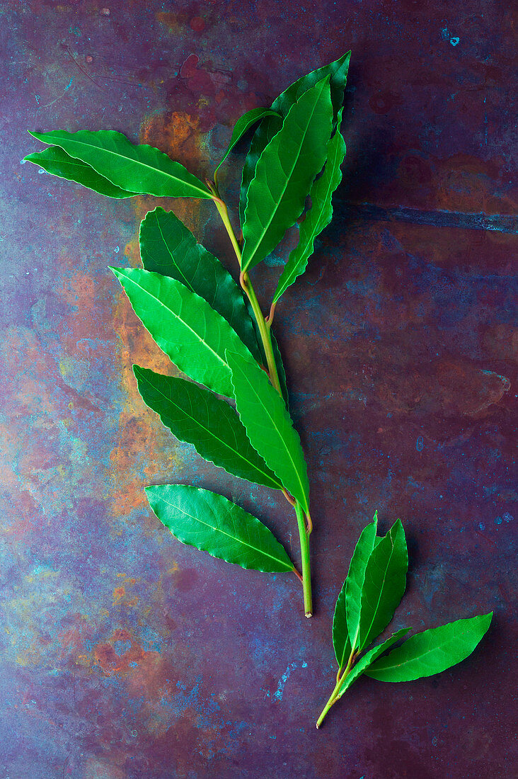 Fresh bay leaves on a metal surface