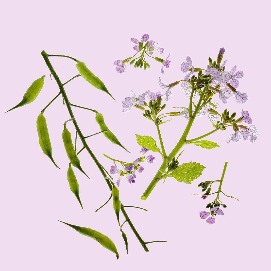 Flowering wild radish on a pink surface