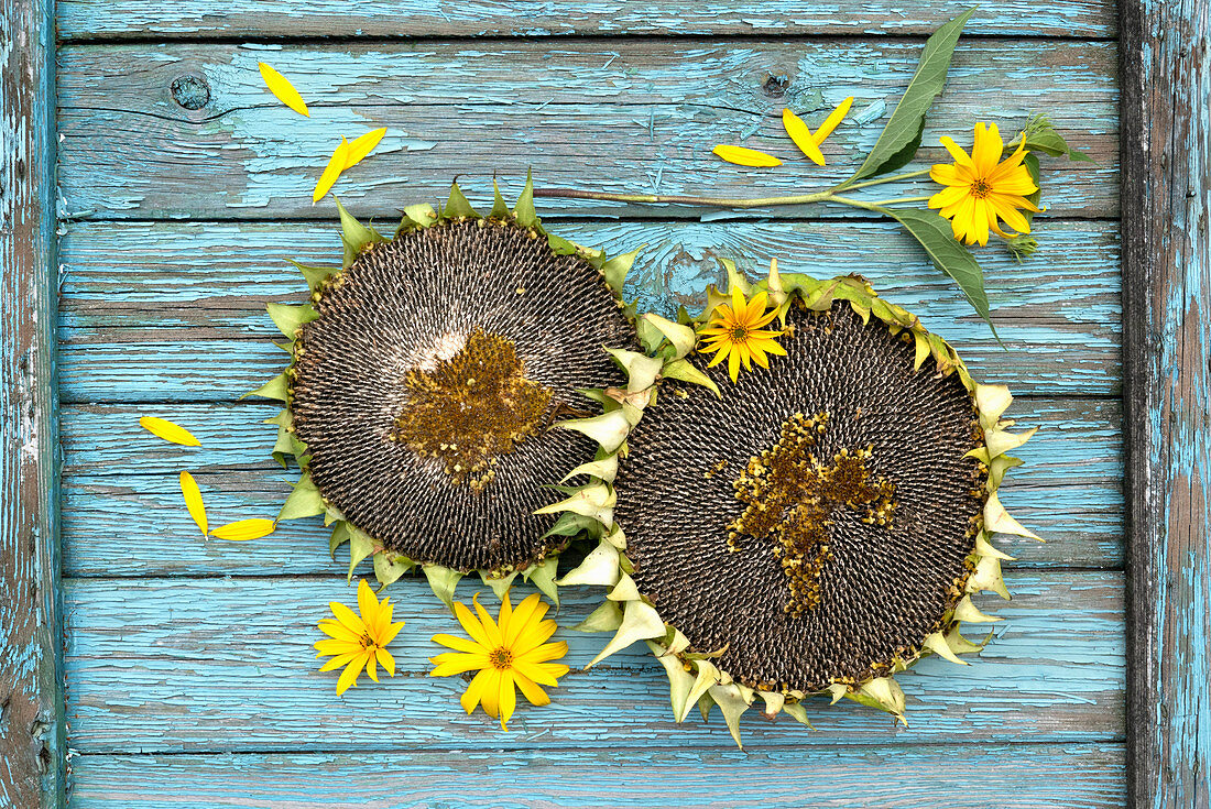 Ripe sunflowers on a blue rustic countertop