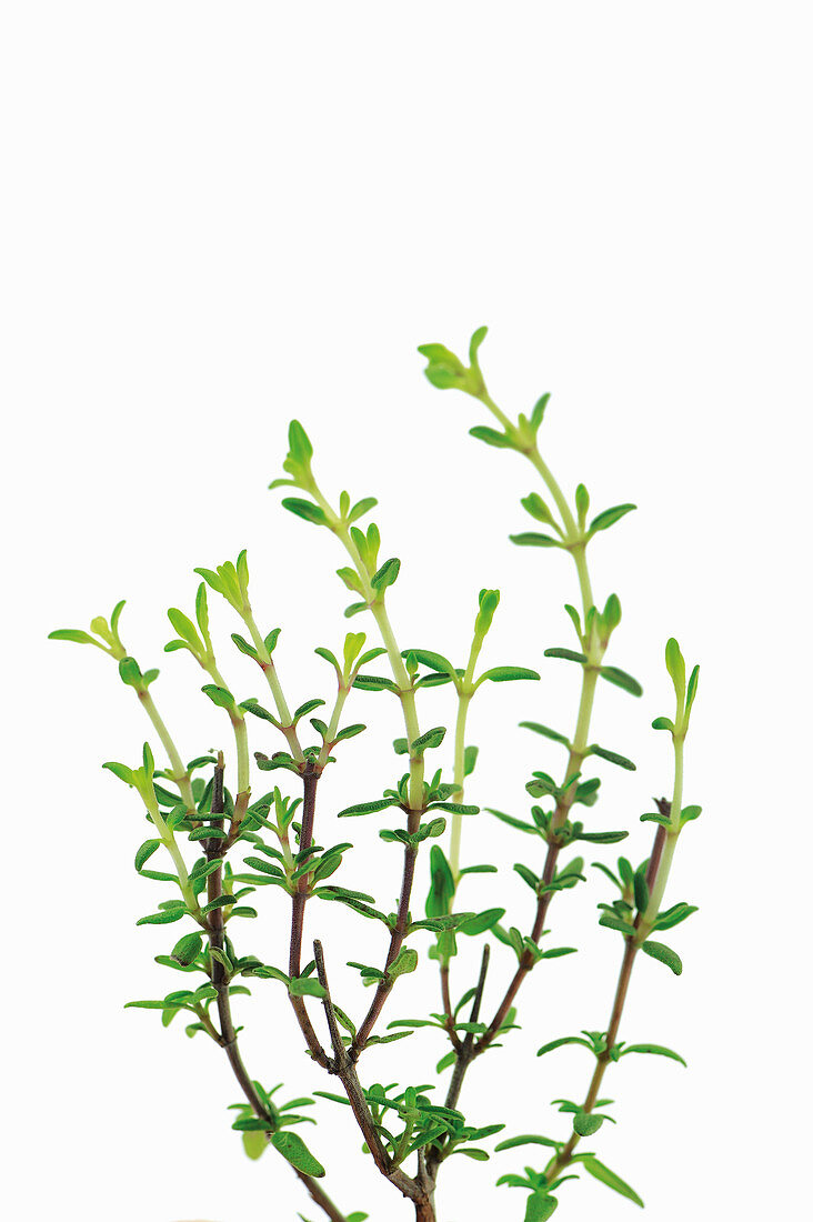 Thyme twigs