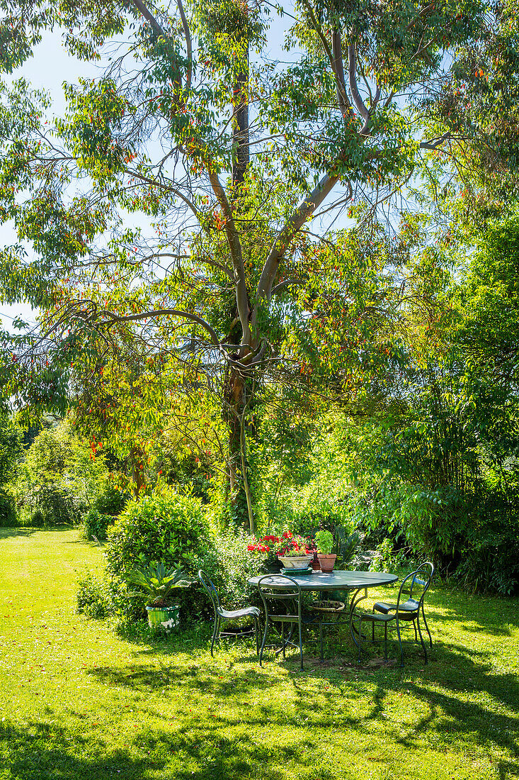 Table with chairs under tree in garden