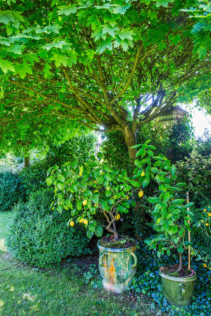 Lemon tree under maple tree in the garden