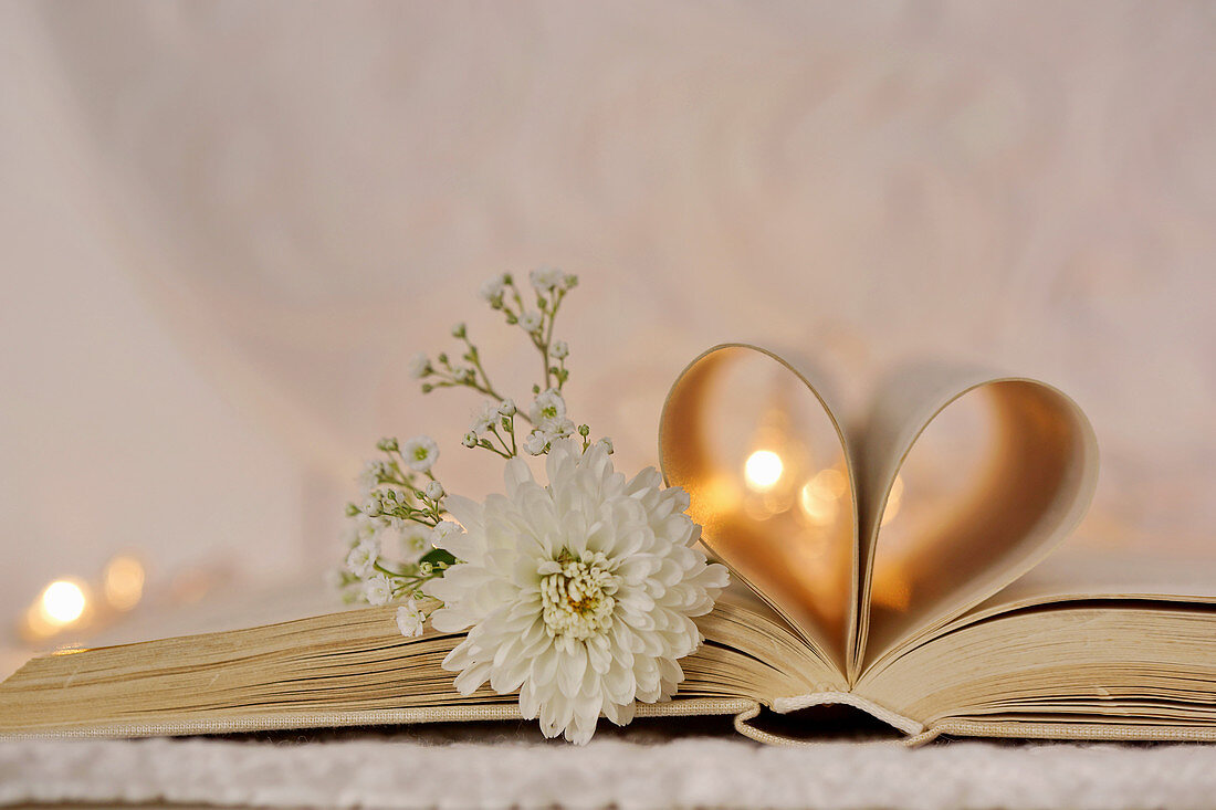 White chrysanthemum and gypsophila on open book with inner pages rolled into love-heart shape