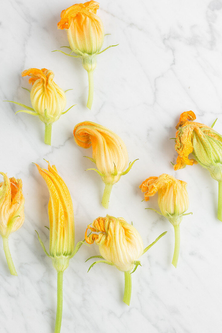 Fresh zucchini blossoms arranged on marble table in kitchen