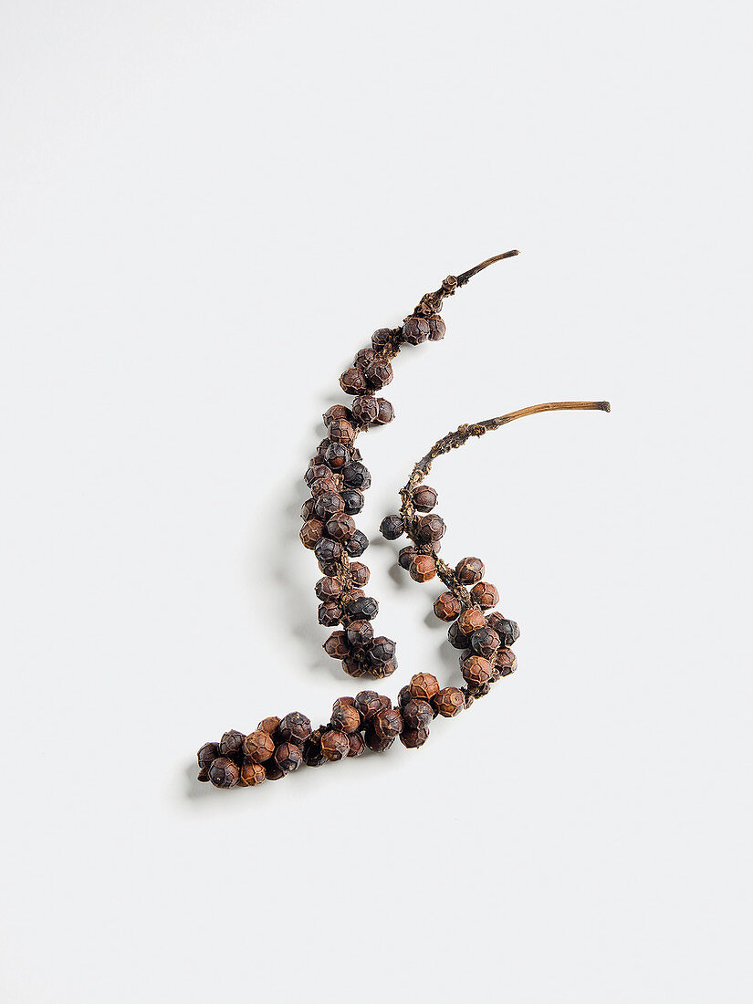A vine of black peppercorns